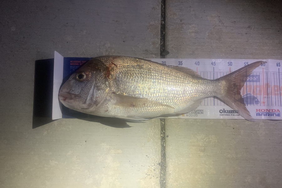 Mark Piskulic caught this 53.0cm Snapper at Northland during The Export NZ Fishing Competition
